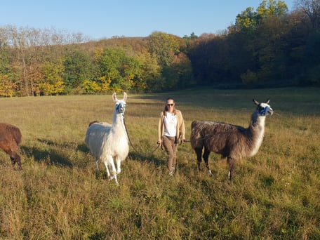 Coaching to go, Beratung im Gehen, Lamawanderung, tiergestützte psychologische Beratung mit Lamas, Lebens-und Sozialberatung, tiergestützte Interventionen,  Lama Mama, Sommerein, Niederösterreich