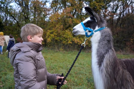 Tiergestützter sozialer Kompetenzkurs, Zeit mit Lamas, Selbstbewußtsein Kinder, Selbstvertrauen stärken Kinder, Kind mit Lama, Lama Mama, Sommerein, Niederösterreich
