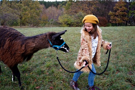 Lama-Erlebnis, Die kleine Lama-Schule, Lama-Führerschein, Parcours, Lamawanderung mit Kindern, LAMA MAMA, Sommerein, Niederösterreich