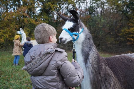 Kindergeburtstag mit Lamas, Kindergeburtstag, Kind mit Lama, Lamawanderung, LAMA MAMA, Sommerein, NÖ