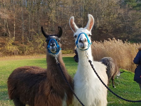 Achtsam wandern mit Lamas, Lamawanderung, Entschleunigung, Meditation,  Entspannen, viel Stress, Burnout-Prävention, Lama Mama, Sommerein, Niederösterreich