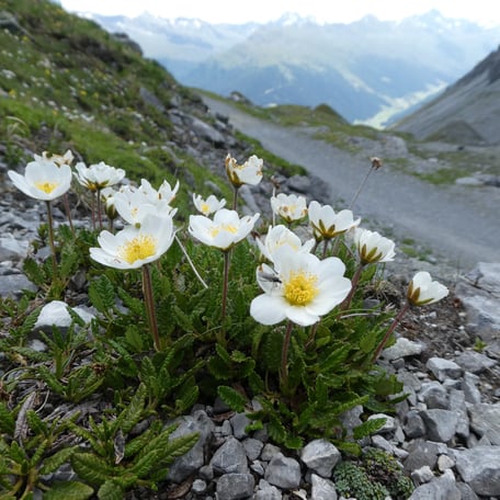 Dryas octopetala, Silberwurz, Blüte, Pflanze, Flora Zertifikat 600