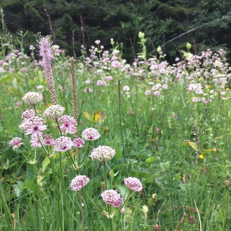 Blumenwiese, Blüten, Astrantia major, Flora Zertifikat 400, Pflanzen