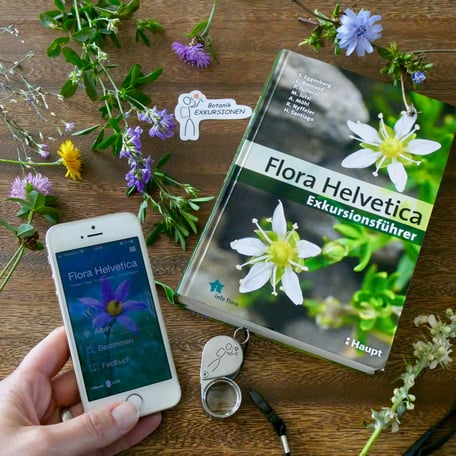 Pflanzen bestimmen, Flora Helvetica App, Bestimmungskurs, Pflanzen bestimmen