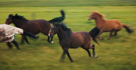 Active Horse Pferdestallsysteme Produkte-Kompetenzen Bild Startseite