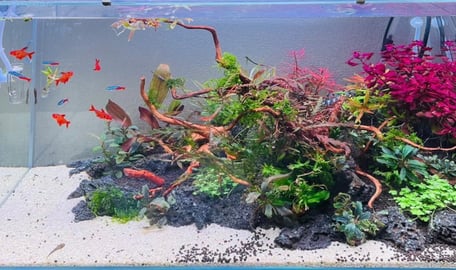 水槽素材のスマトラウッドの使用例