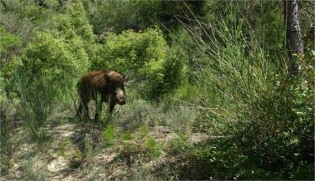 Un sanglier en balade en pleine journée dans la Garigue à Cuers dans le Var