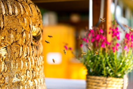 © Harries Plantdesign