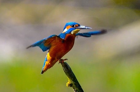 Eisvogel am Flachsee an der Reuss