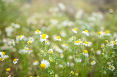 Naturheilpraxis - Gesundheitsoase Gabi Burki-Rindlisbacher
