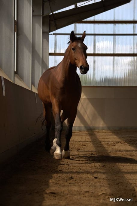 August in der Reithalle