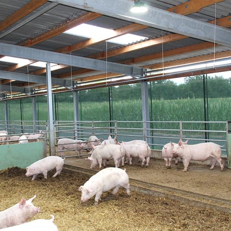 Schweine in einem Warmstall mit Auslauf