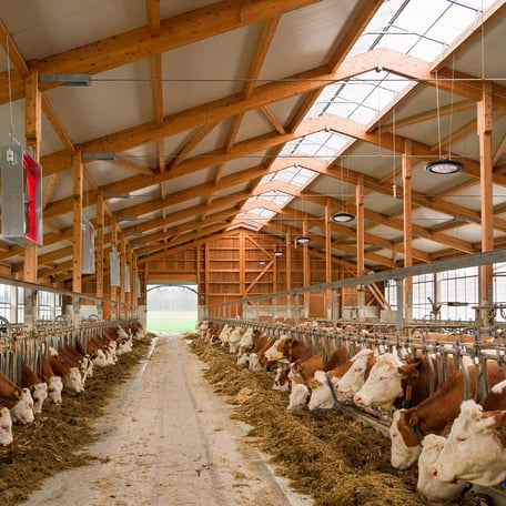 LED Strahler IP67 im Einsatz im Rinderstall