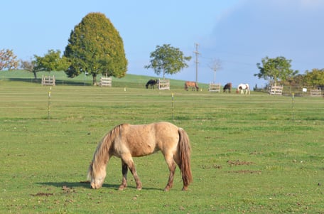 Pensionspferde Islandpferde Sunnsitehof Verkaufspferde