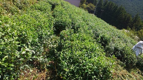 整備後の茶畑。お茶が姿を現しました！