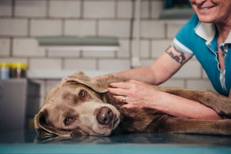 Hunde-Wohl - Angebot Osteotherapie und manuelle Physiotherapie am Tier