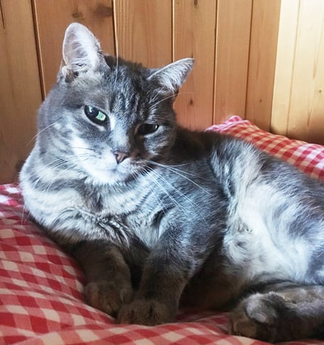 Paula Lina Fleur Katze Katzenhaus Schaffhausen Atelier-Café Atelier Café Daniel Gisler Krinau Toggenburg Ostschweiz St. Gallen 