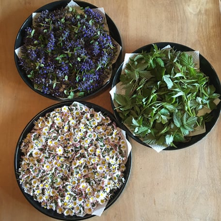 Atelier-Café Atelier Café Restaurant Gourmet Kulinarik Daniel Gisler Maler Kunst Künstler Kunstmaler Vielfaltsalate Wildkräuter Kräuter Naturgarten Gartenparadies Salatkreationen Räuchern Krinau Lichtensteig Wattwil Toggenburg St. Gallen Ostschweiz