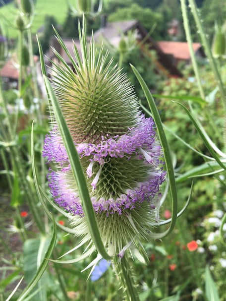 Karde Garten Naturgarten Gärtner Bernhard Tinner Atelier-Café Atelier Café Daniel Gisler Krinau Toggenburg Ostschweiz St. Gallen
