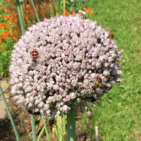 Atelier-Café Daniel Gisler Garten Naturgarten Gemüse Salat Lauch Krinau Toggenburg Ostschweiz Bernhard Tinner Gärtner