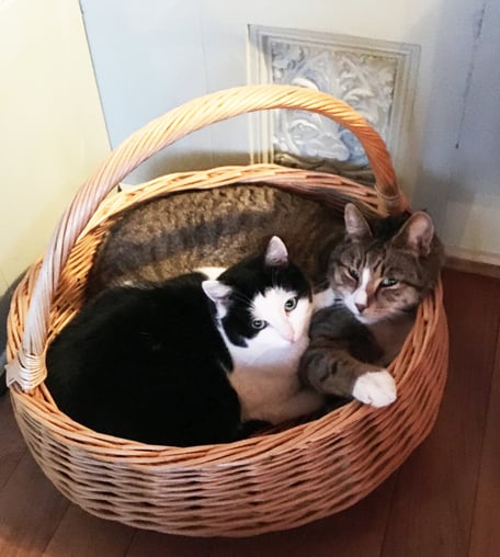 Katzen Louis Mira Atelier-Café Atelier Daniel Gisler Bernhard Tinner Krinau Toggenburg Ostschweiz St. Gallen