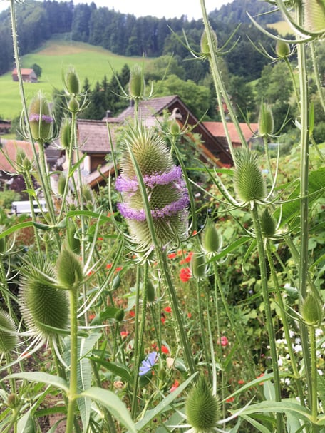 Karde Garten Naturgarten Gärtner Bernhard Tinner Atelier-Café Atelier Café Daniel Gisler Krinau Toggenburg Ostschweiz St. Gallen