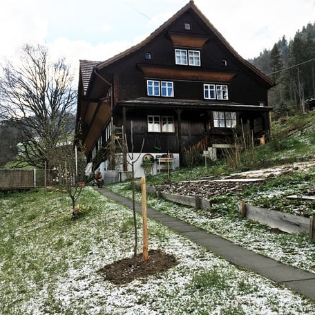 Mirabellen Obstbäume Garten Naturgarten Gärtner Bernhard Tinner Atelier Café Atelier-Café Daniel Gisler Kunst Maler Malerei Künstler Kunstmaler Krinau Lichtensteig Wattwil Toggenburg Ostschweiz Biodiversität