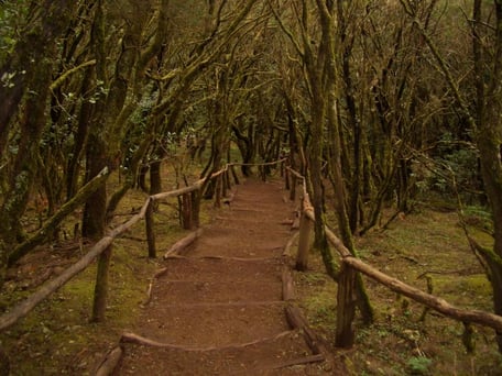 Wanderweg im Parque Nacional de Garajonay