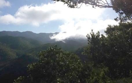 Nationalpark Garajonay La Gomera