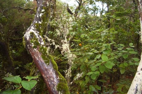 Pflanzen auf La Gomera - Der Urwald