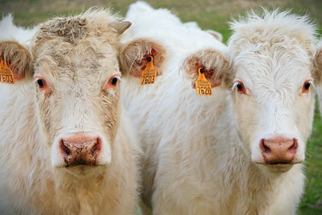 Rinder warten auf Fütterung