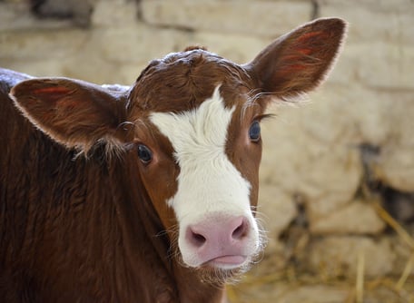 Kälbchen im Stall, KTF Kälbertränken Föcker