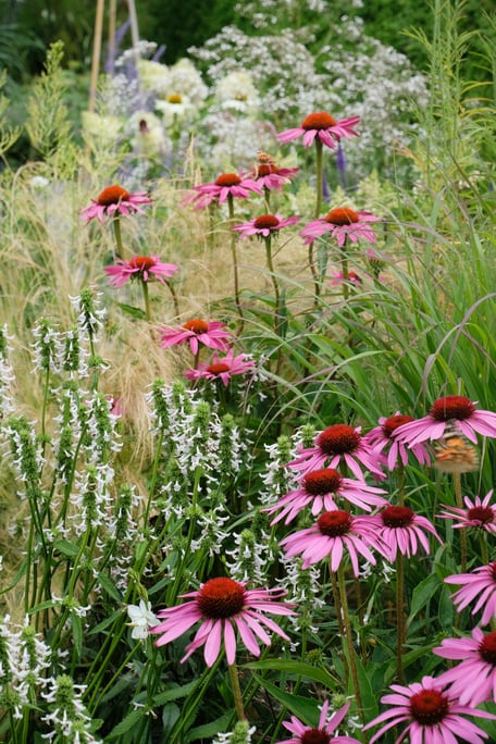 dieartigeGARDEN - Echinacea + Lavendelziest + Gräser / Echinacea + lavender-leaf stachys
