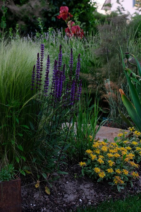 dieartigeGARTEN // Steppensalbei 'Caradonna', Federgras, Fetthenne, Bronze-Fenchel, Lavendel+Iris