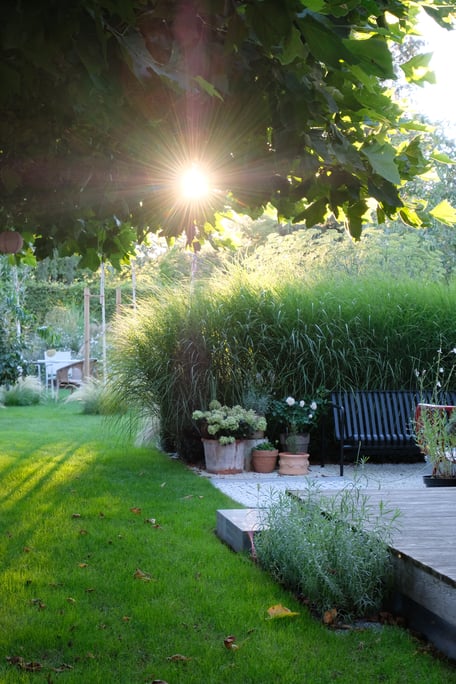 dieartigeGARDEN - Südterrasse + Outdoorsofa + Chinaschilf / patio + outdoor sofa + miscanthus