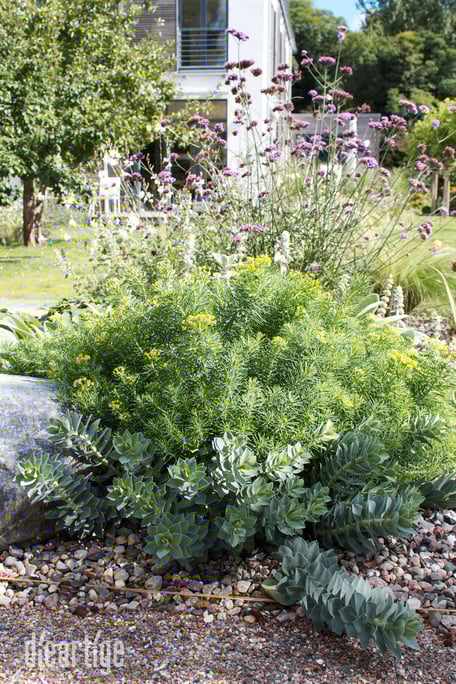 dieartigeBLOG - Herbst - Walzenwolfsmilch, Zypressenwolfsmilch + Padagon. Eisenkraut