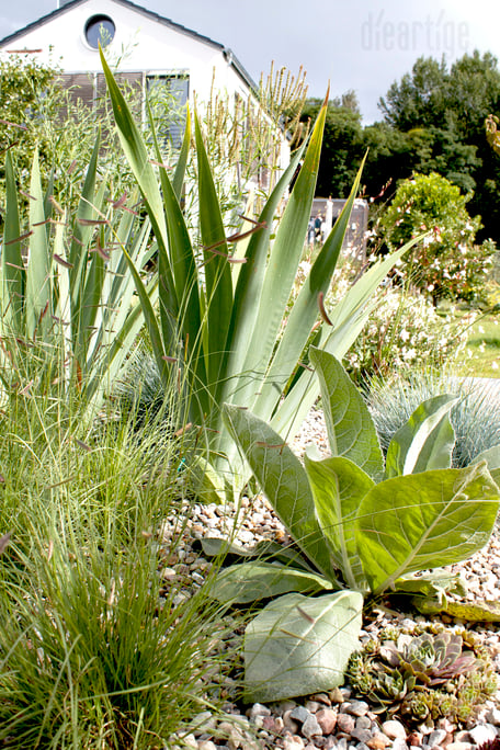 dieartigeBLOG - Herbst - Steppengarten - Bartiris, Moskitogras + Königskerze