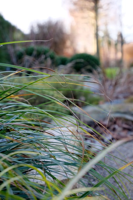 dieartigeGARTEN // Januar, Wintergarten - Wintergrünes Gras