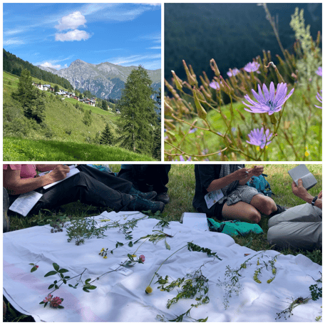 Grundkurs Feldbotanik, Landschaft Unterengadin, Flora, Pflanzen Repetition