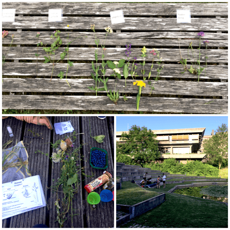 Grundkurs Feldbotanik, Gruppe, Exkursionsort, Repetition Pflanzen