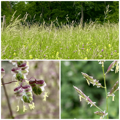 Wiesengräser, Poaceae, Süssgräser, Grasblüten