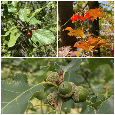 Flora Rüti ZH, Blätter, Fruchttypen, Blüten, Pflanzen