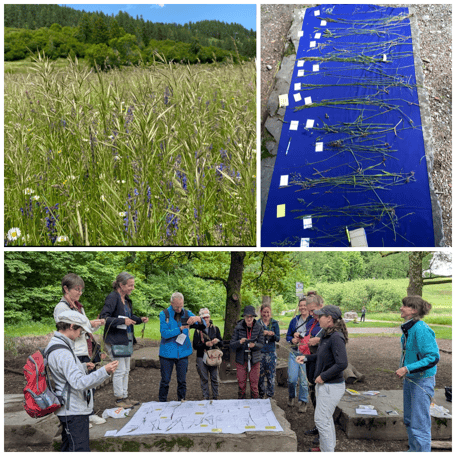 Wiesengräser, Poaceae, Süssgräser, Gräser, Pflanzen repetieren, Landschaft, Exkursionsort, Gruppe