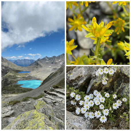 Landschaft, Jöriseen, Flora Zertifikat 600, Pflanzen, Blüten