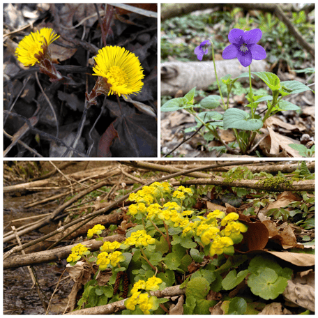 Pflanzen, Landschaft, Fluss, Frühblüher, Flora Jona