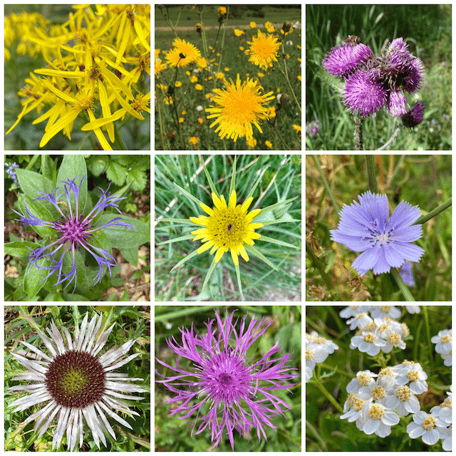 Vertiefungskurs Asteraceae, Korbblütler, Systematik, Pflanzenfamilie
