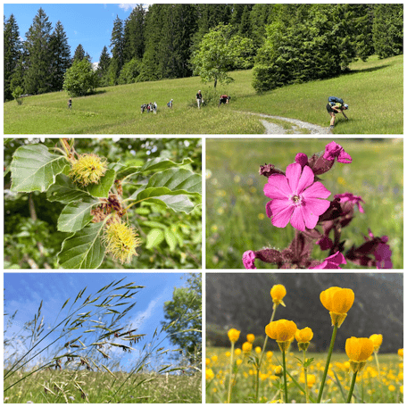 Blumenwiesen, Arten der Zertifikatsliste 200