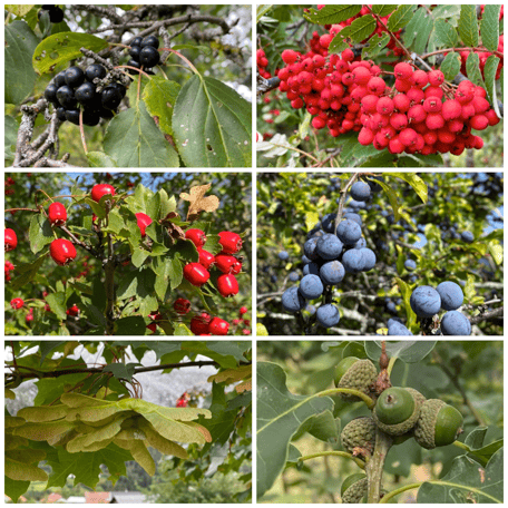 Flora Rüti, Landschaft, Bäume, Pflanzen