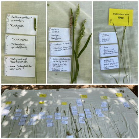 Wiesengräser, Poaceae, Süssgräser, Gräser, Pflanzen repetieren, Landschaft, Exkursionsort, Gruppe