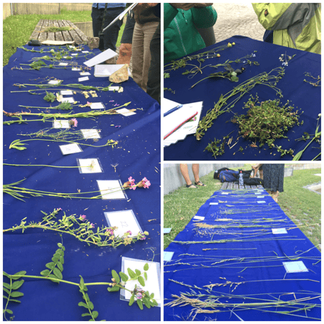 Grundkurs Feldbotanik, Pflanzen repetieren, Pflanzen lernen, Systematik